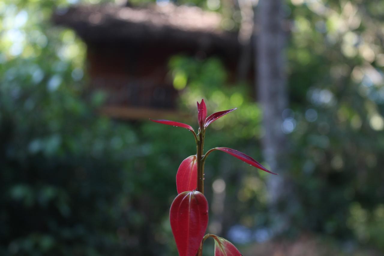 Tree House-Midigama Villa Weligama Kültér fotó